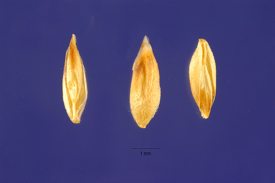 Briza spicata image