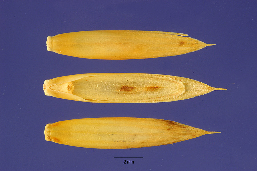 Brachypodium phoenicoides image