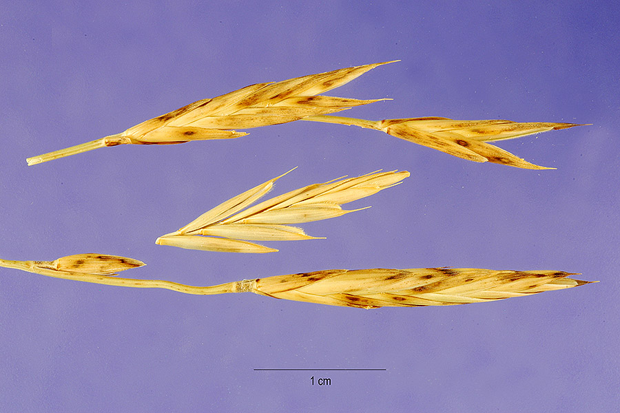 Brachypodium phoenicoides image