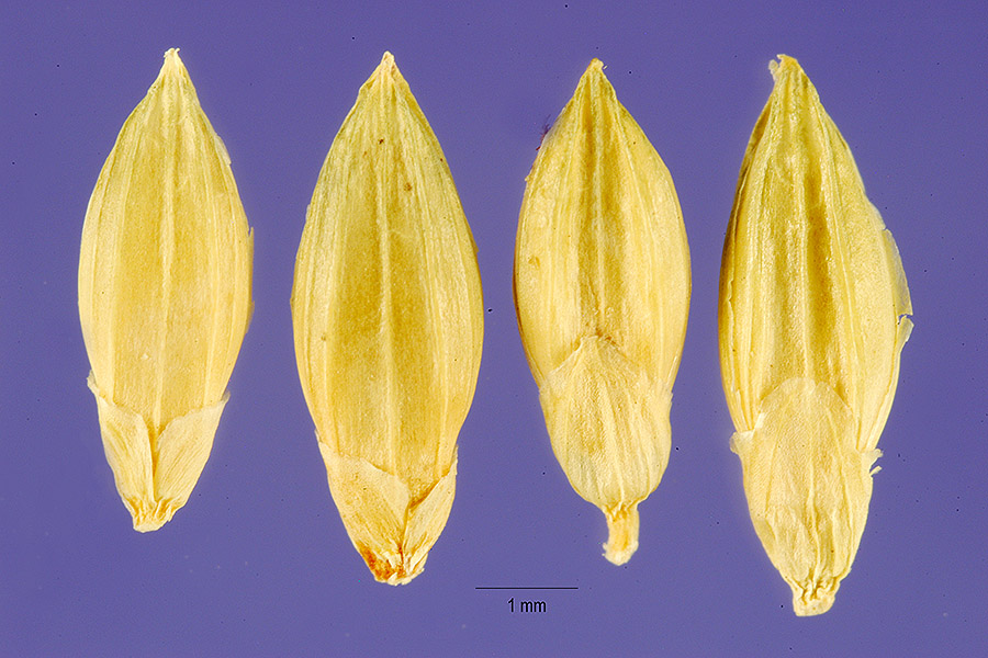 Urochloa plantaginea image