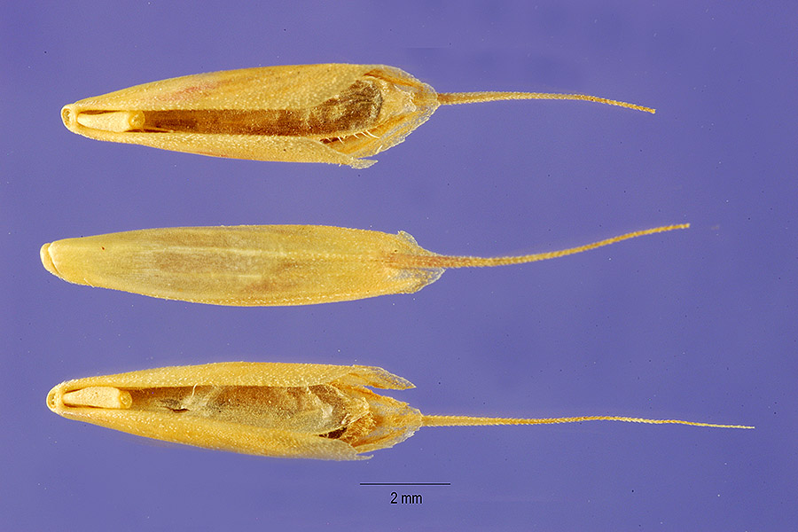 Bromus ramosus image