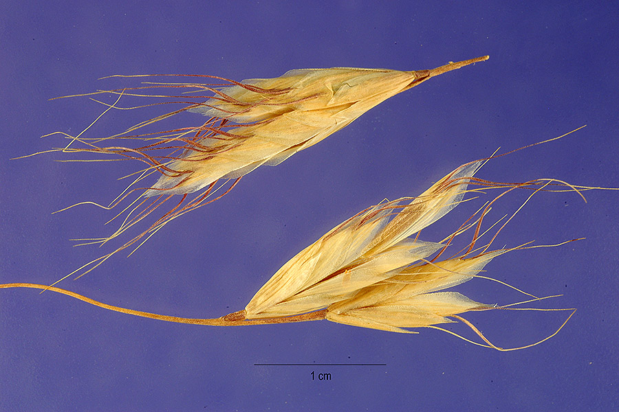 Bromus ramosus image