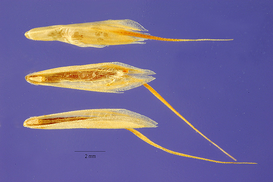 Bromus scoparius image