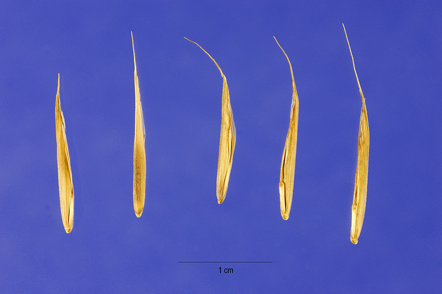 Bromus sitchensis image