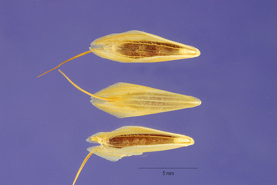 Bromus squarrosus image