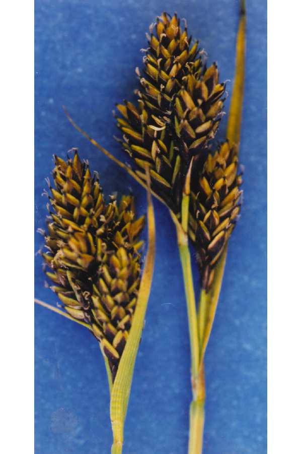 Carex apoda image