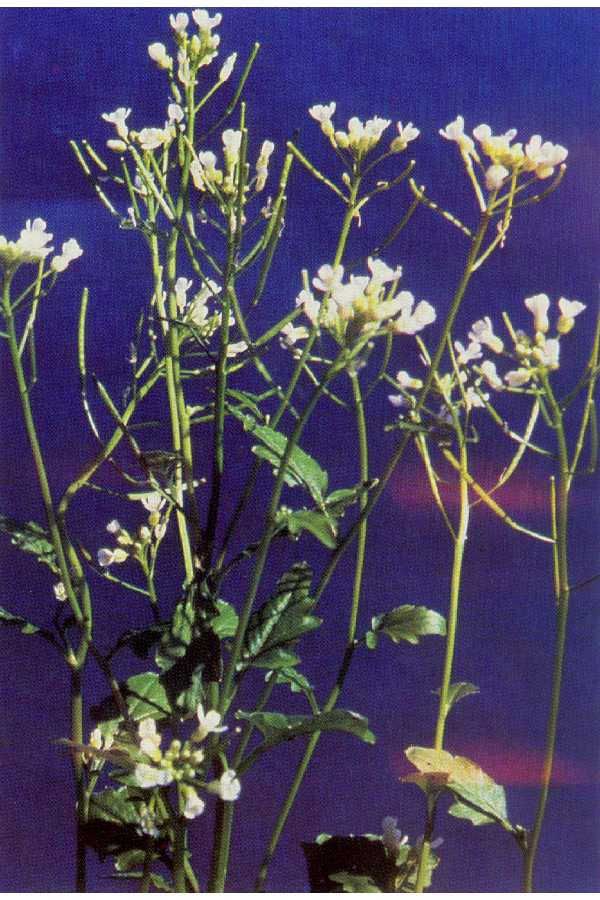 Cardamine breweri image