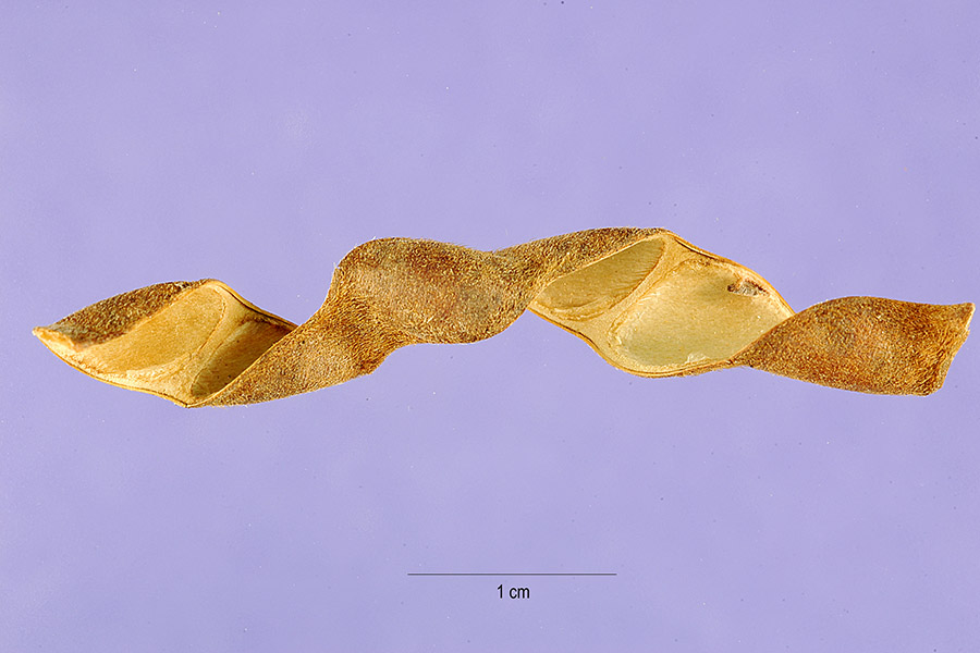 Calopogonium caeruleum image