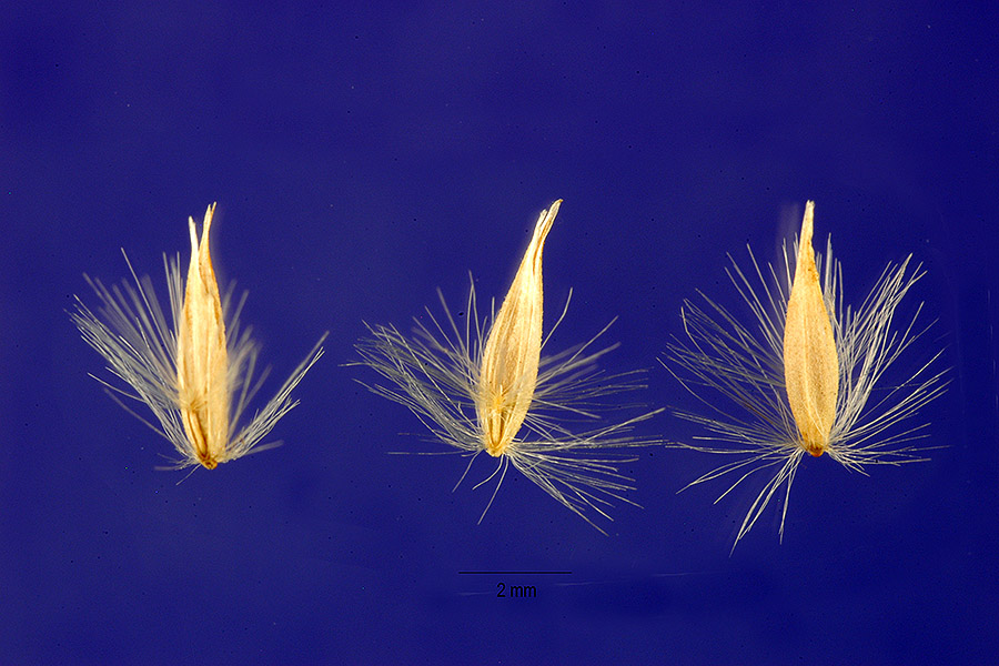 Calamagrostis coarctata image