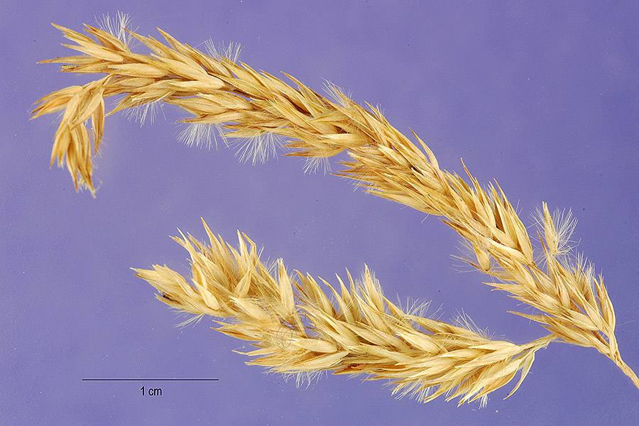 Calamagrostis coarctata image