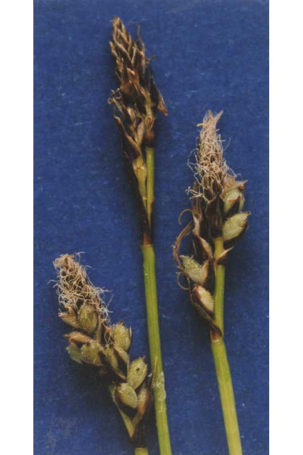 Carex concinnoides image