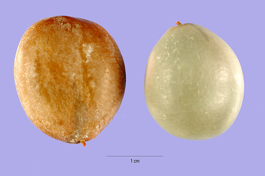 Caesalpinia bonduc image