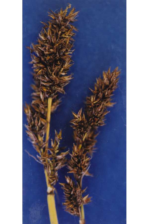 Carex cusickii image