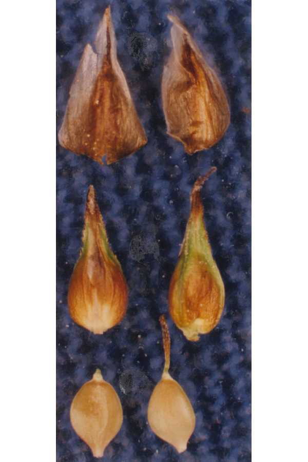 Carex obovoidea image