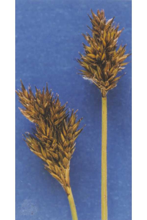 Carex festiva image