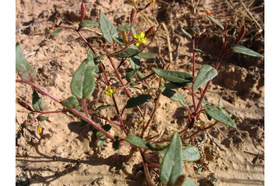 Camissonia exilis image