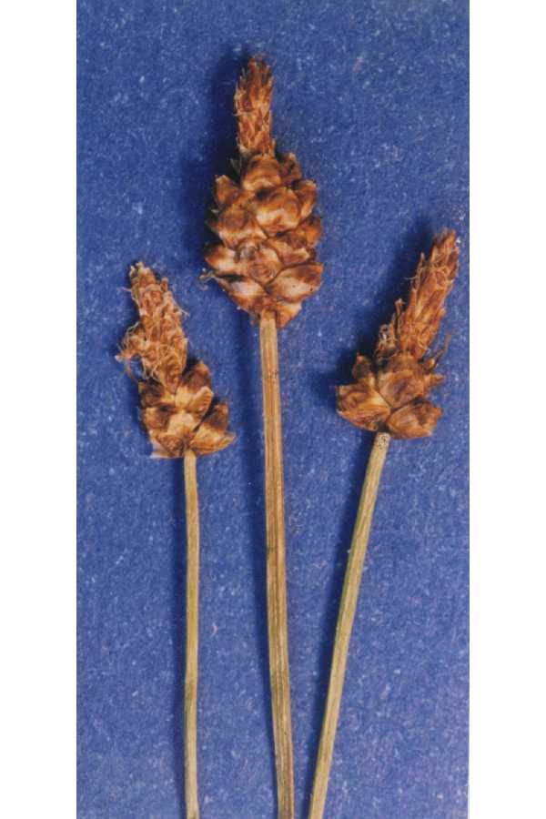 Carex exserta image