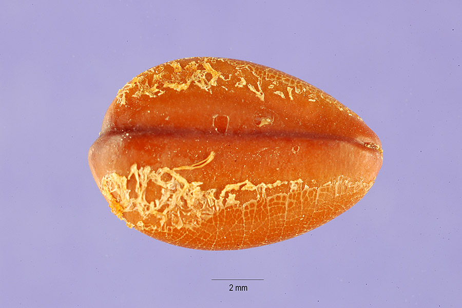 Cassia fistula image