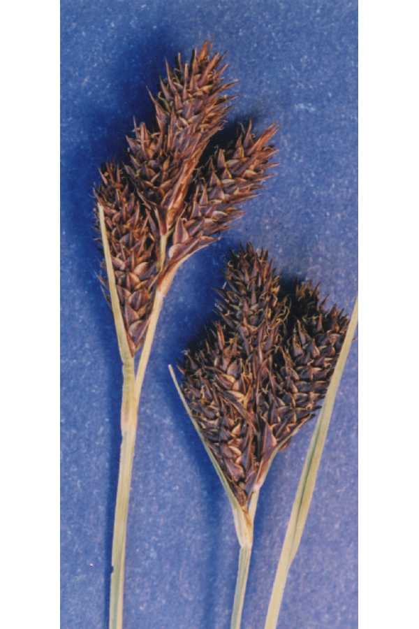 Carex helleri image