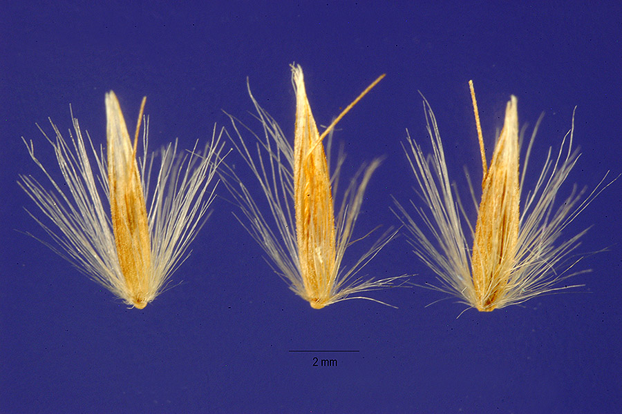 Calamagrostis lapponica image