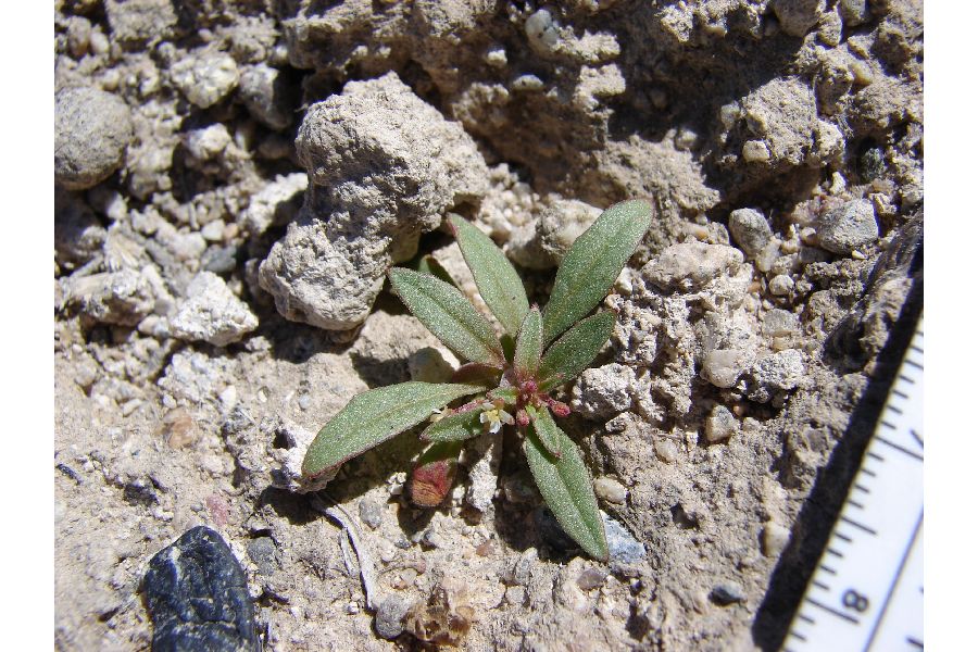 Eremothera minor image