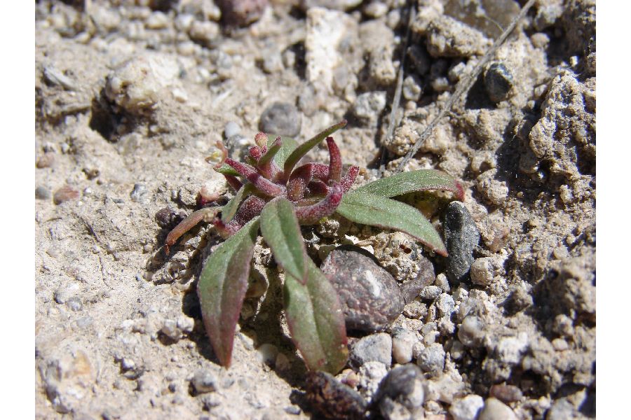 Eremothera minor image