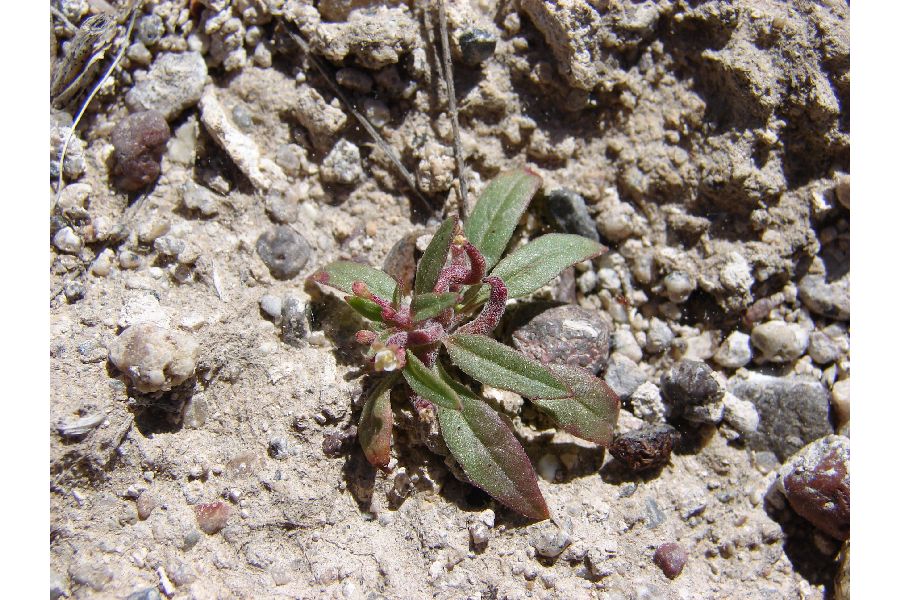 Eremothera minor image