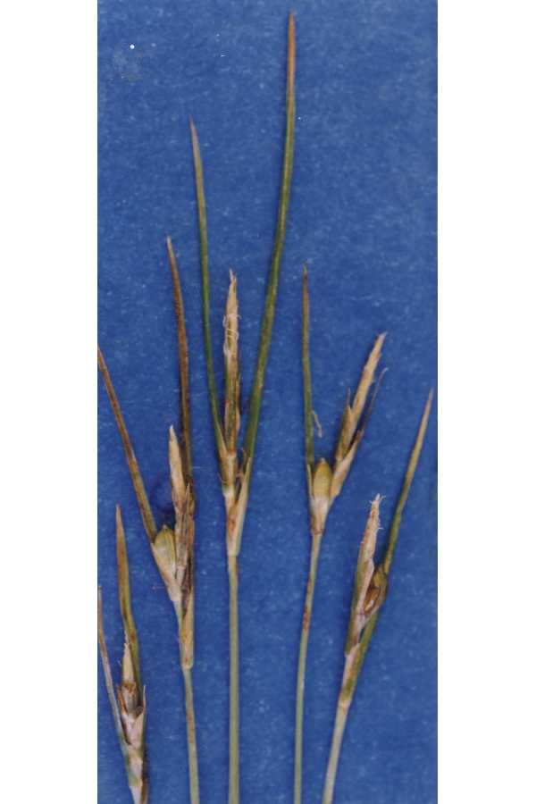 Carex multicaulis image