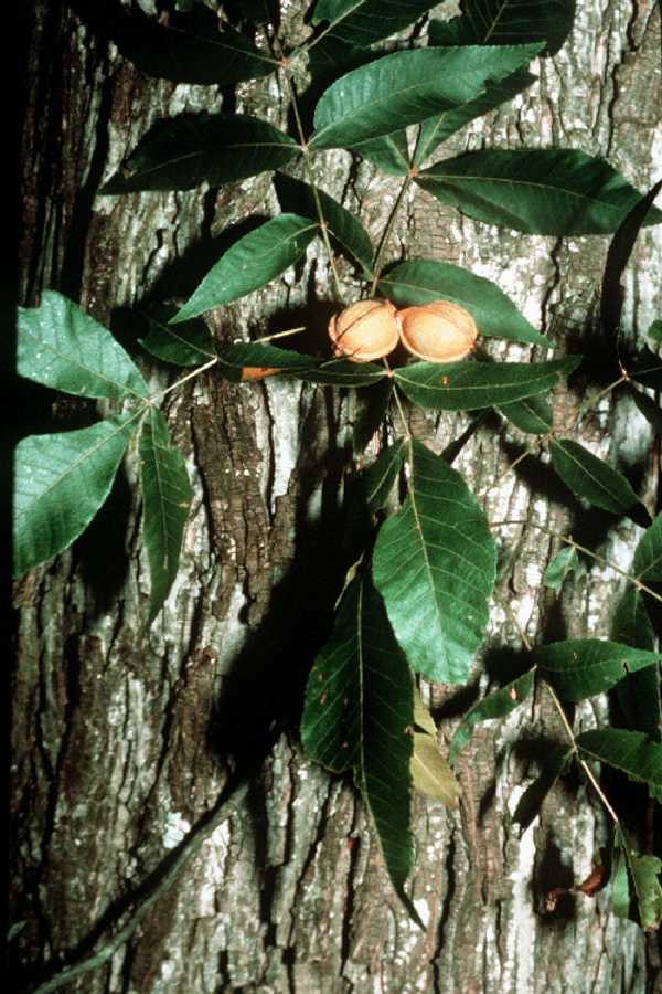 Carya myristiciformis image