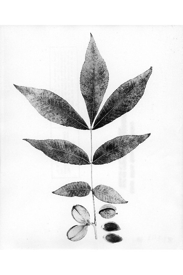 Carya myristiciformis image