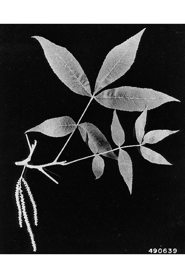 Carya myristiciformis image