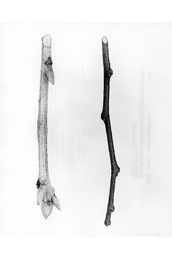 Carya myristiciformis image