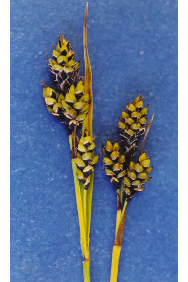 Carex norvegica image