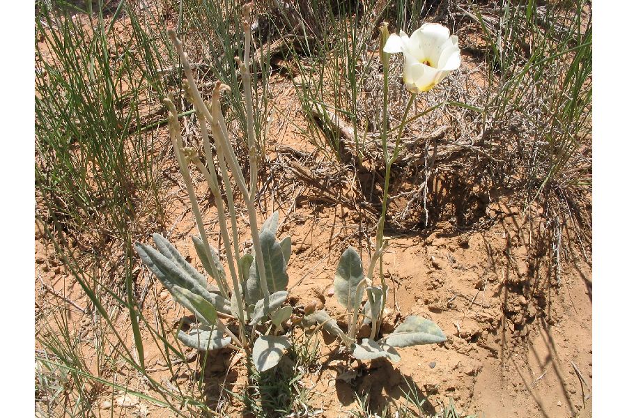 Calochortus rhodothecus image