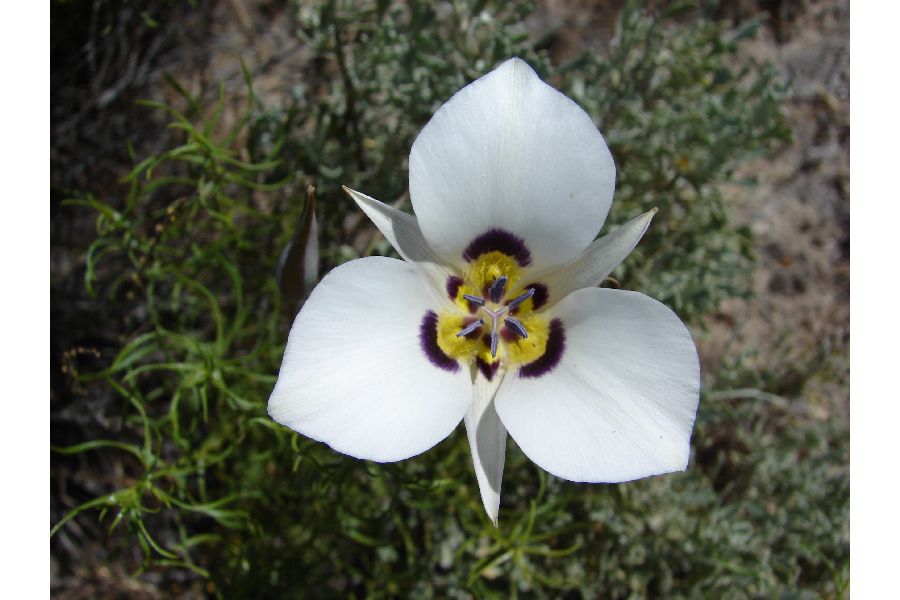 Calochortus rhodothecus image