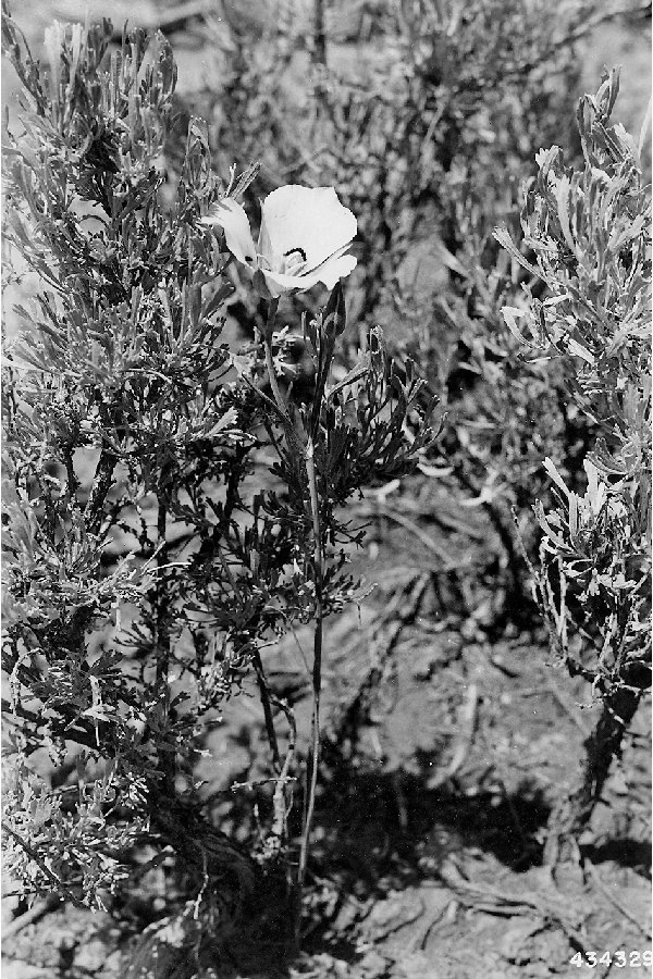 Calochortus rhodothecus image