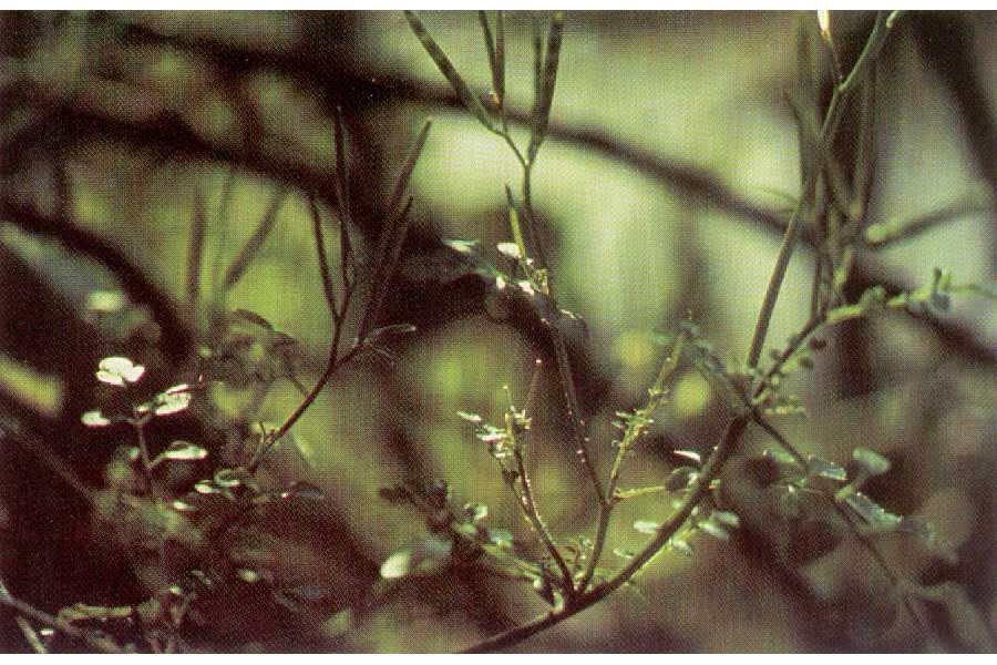 Cardamine oligosperma image