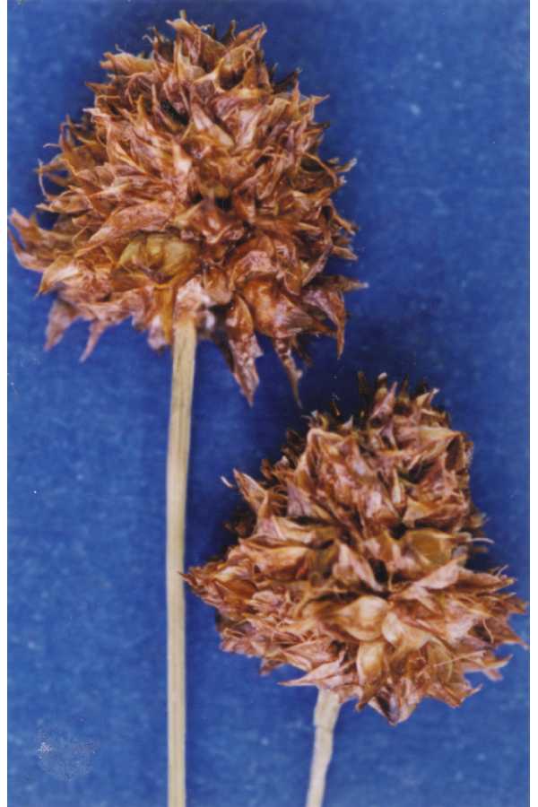 Carex perglobosa image