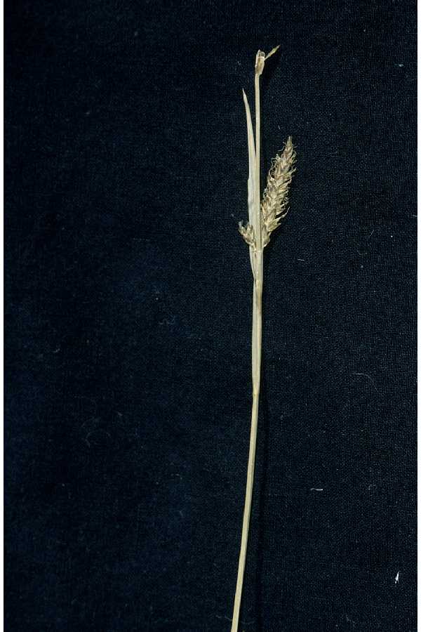 Carex polymorpha image