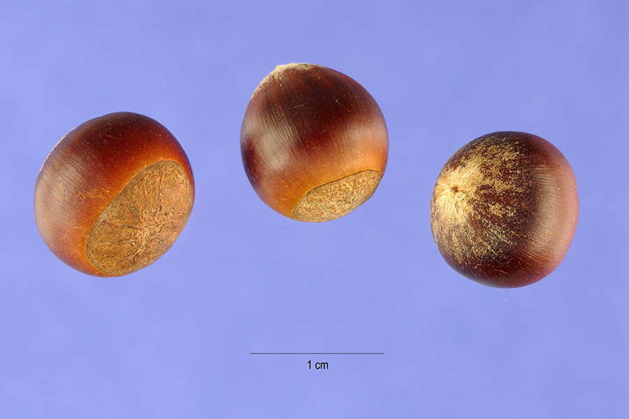 Castanea floridana image