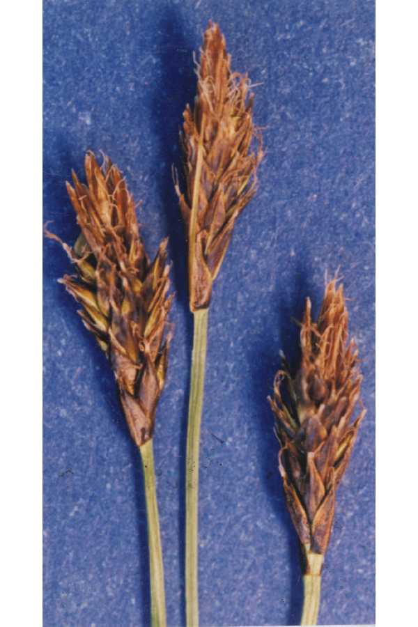 Carex pyrenaica image