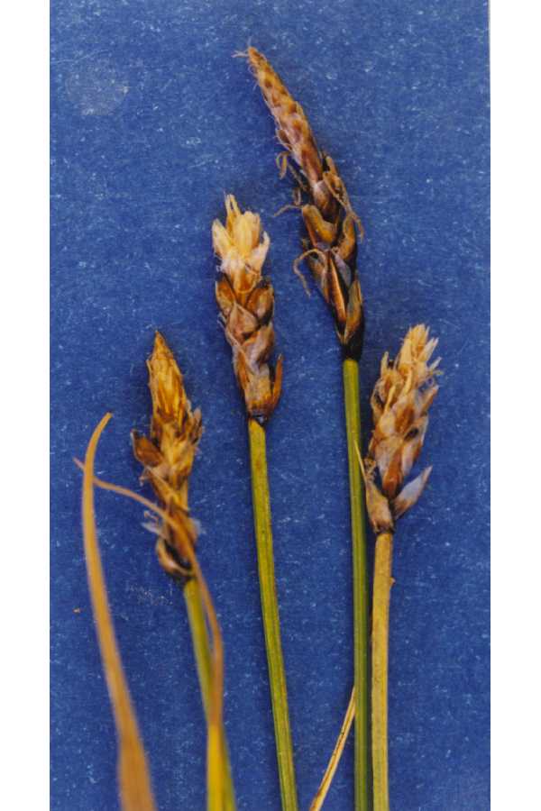 Carex rupestris image