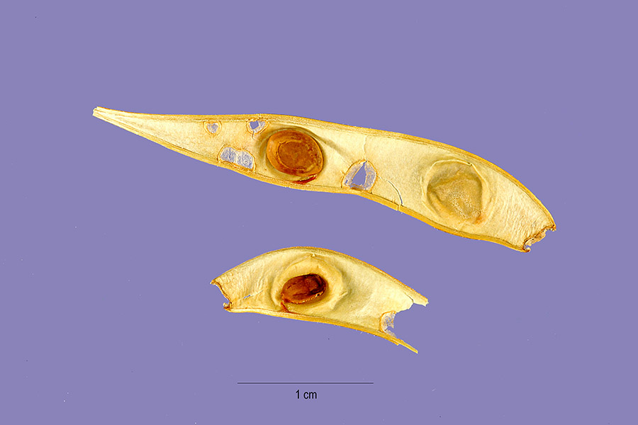 Zapoteca formosa subsp. formosa image