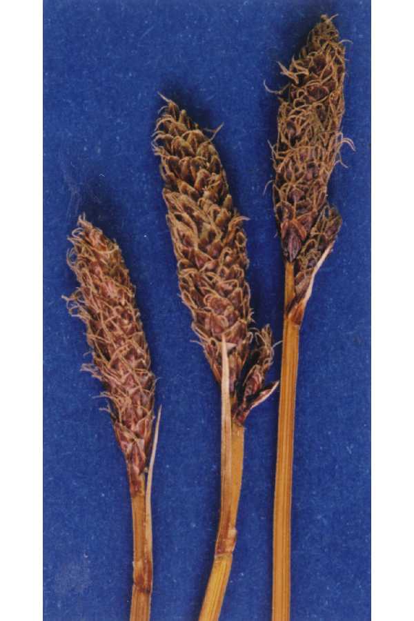 Carex scirpiformis image