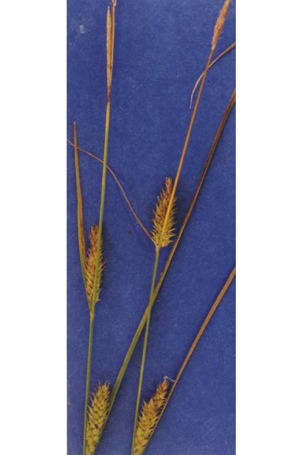 Carex sheldonii image