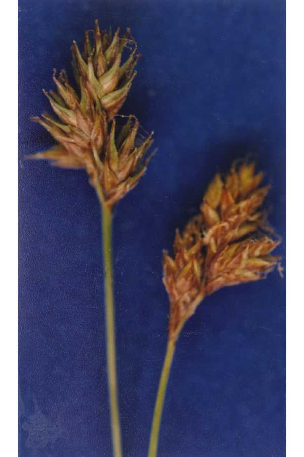 Carex straminiformis image