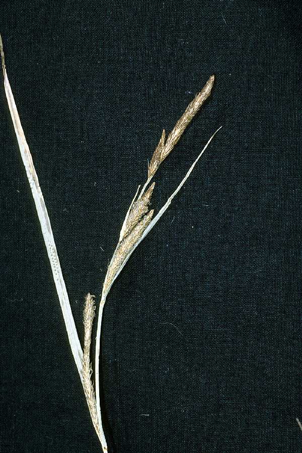 Carex strictior image