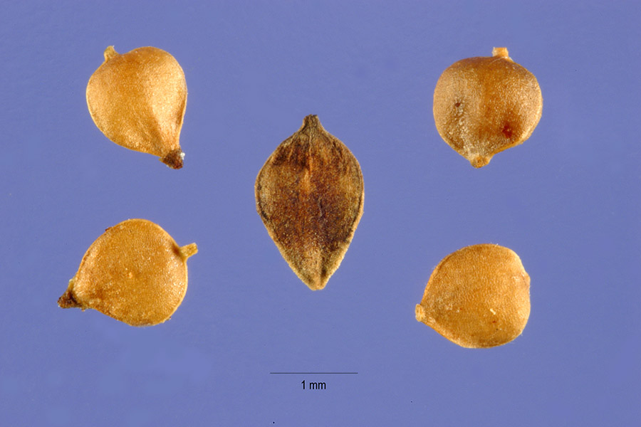 Carex strictior image