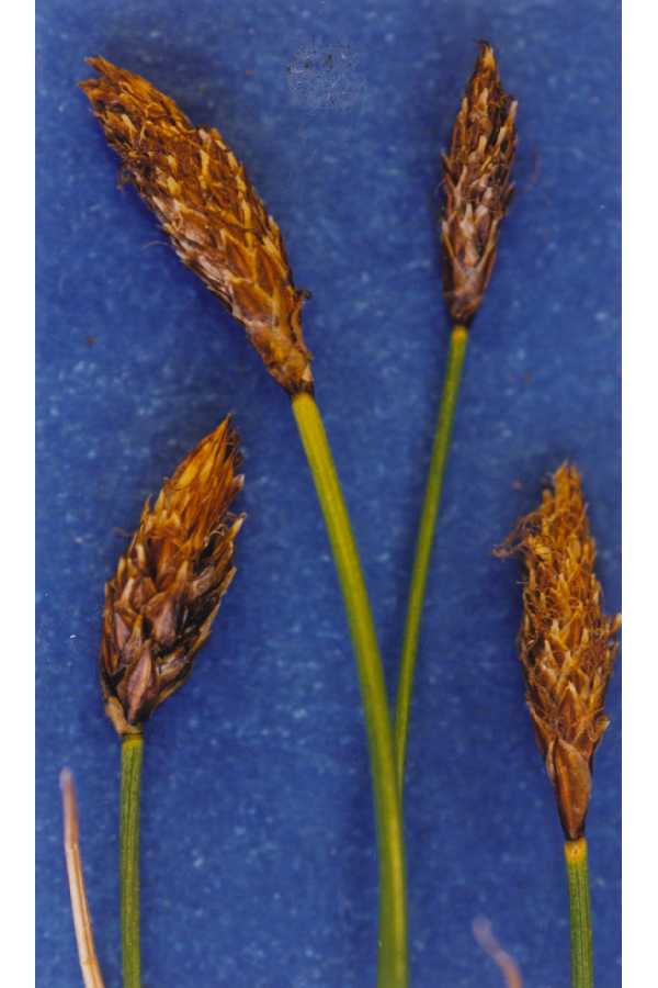 Carex subnigricans image