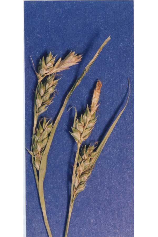 Carex whitneyi image